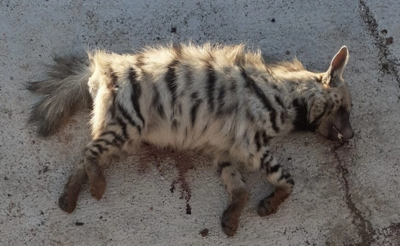 Adıyaman'da Çizgili sırtlana araç çarptı