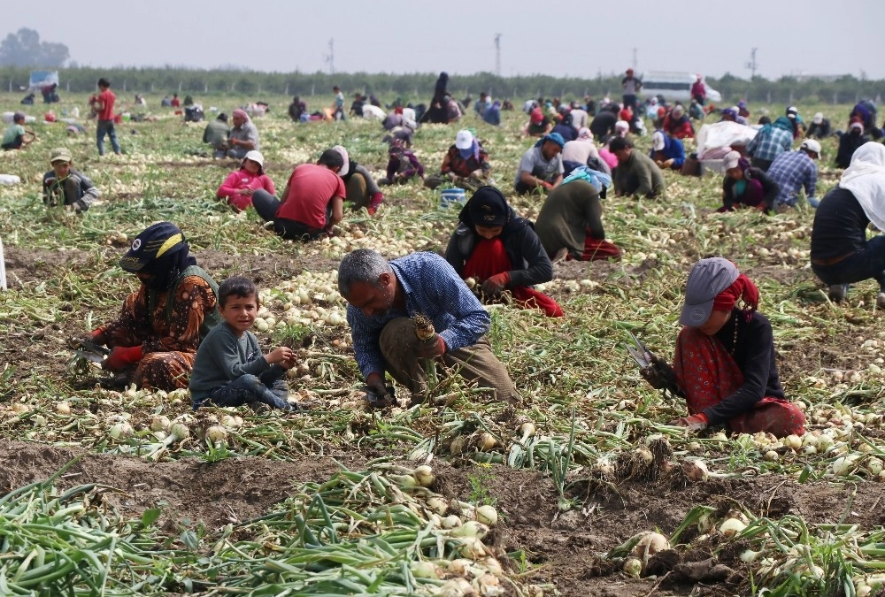 Turfanda Soğan Fiyatları Düşürecek