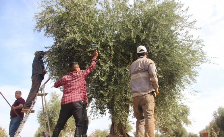 Kilis'te zeytin hasadında sona gelindi