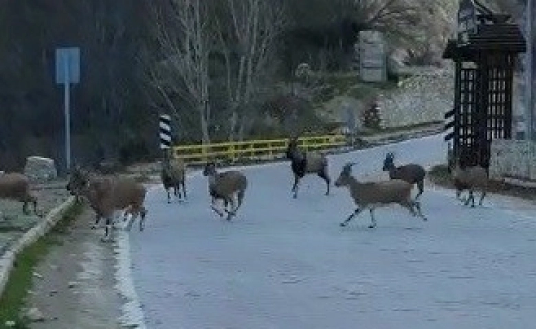 Yaban keçileri şehir merkezine indi