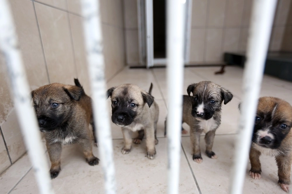 Başkan Yaşardan Batıkentte Öldürülen Köpeklerle İlgili Açıklama