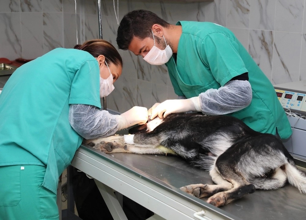 Gözünden Darbe Alan Sokak Köpeğine Mersin Büyükşehir Belediyesi Sahip Çıktı