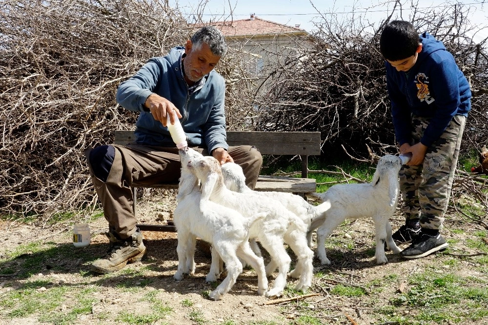 Oğlaklarına Bebekler Gibi Bakıyor