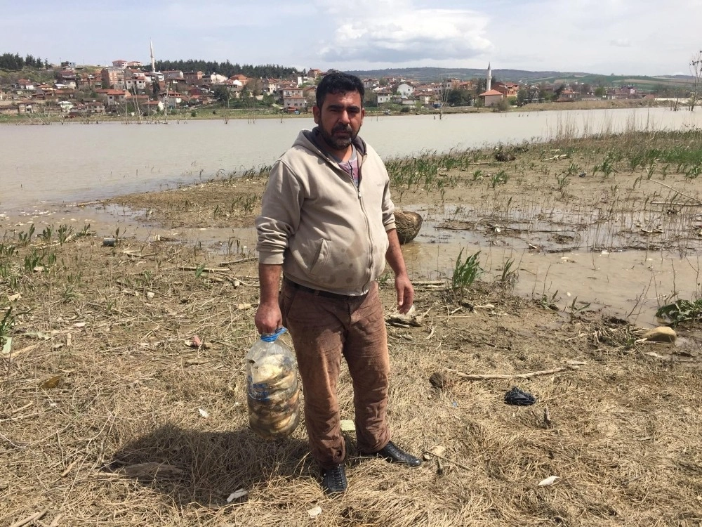 Bursada On Binlerce Balık Kıyıya Vurdu