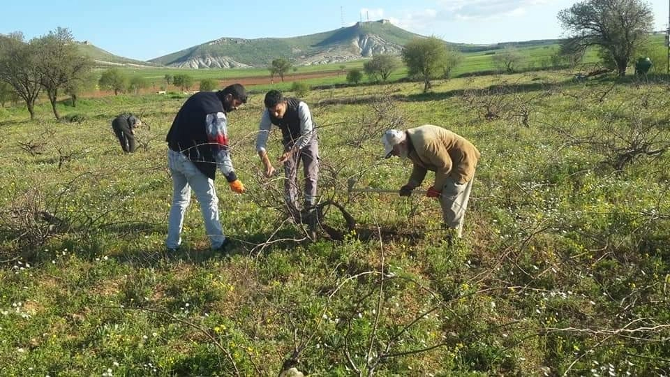 Çiftçiler Bağlarını Buduyor