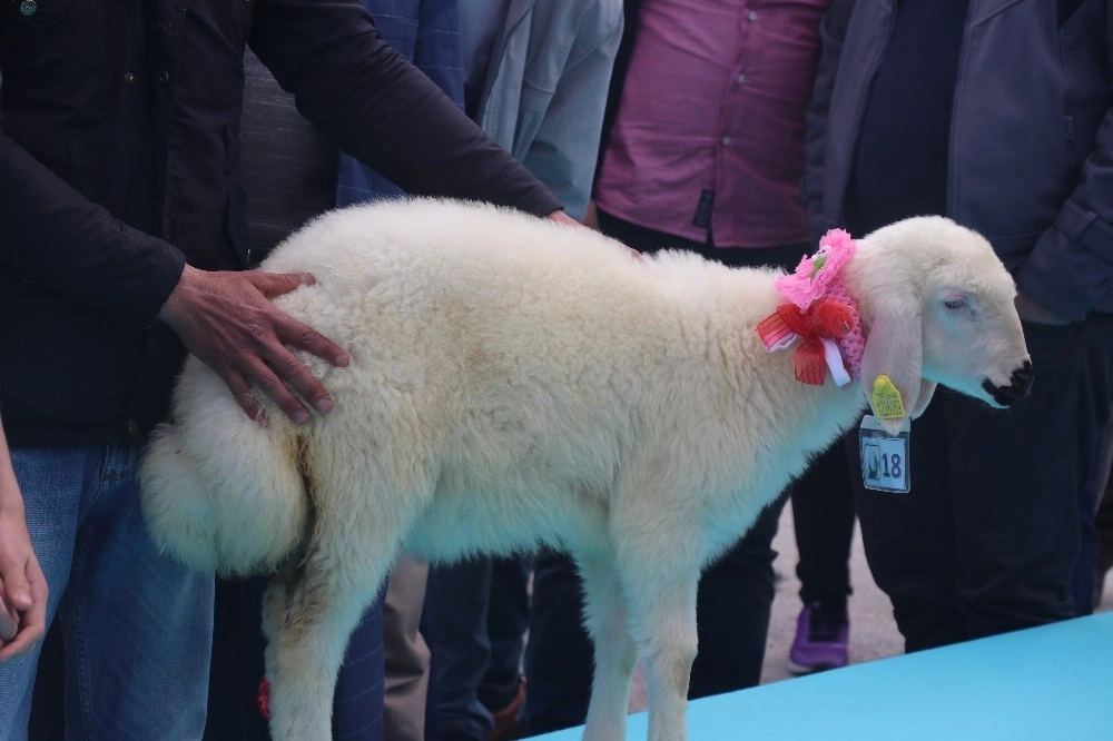 Malatyanın En Güzel Kuzusu Darendeden