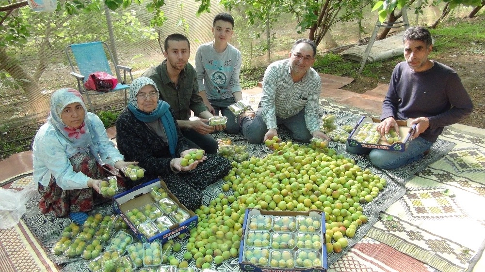 Mersinde Kayısı Hasadı Başladı