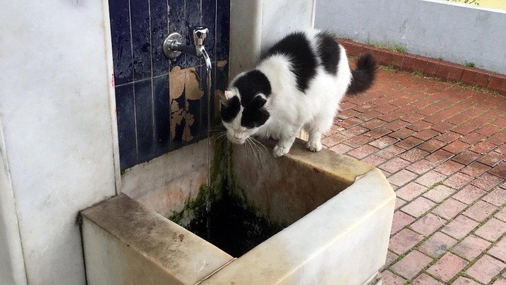 (Özel) Cami Şadırvanından Patileriyle Su İçen Kedi Görenlerin İlgi Odağı Oldu