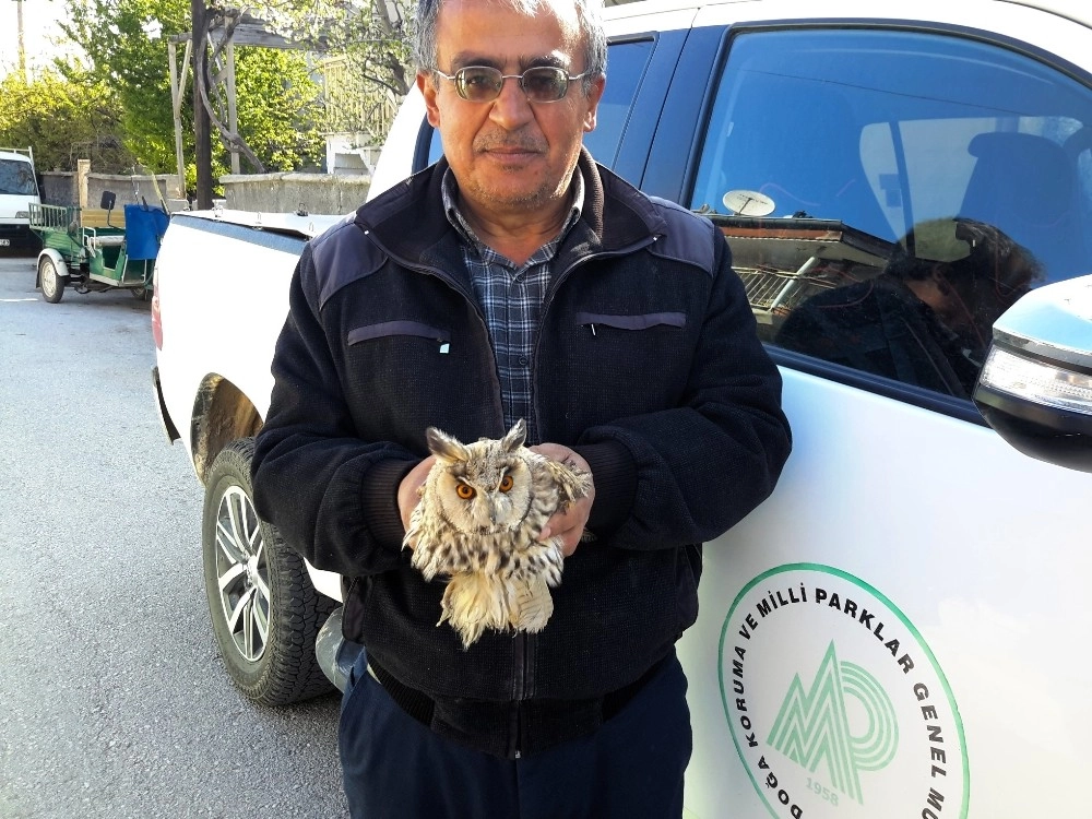 Konyada Tepeli Baykuş Tedaviye Alındı