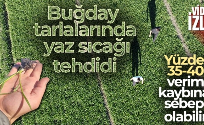 Buğday da korkutan gelişme, Adana'da tarlalarda yaz sıcağı tehdidi