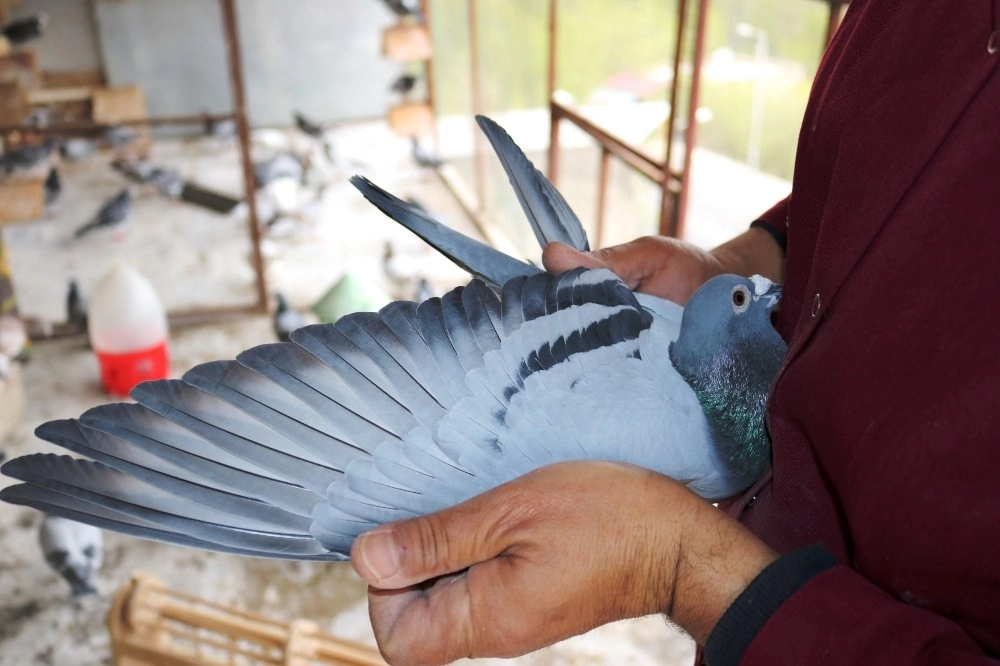 Malatyadan Bırakıldı, Diyarbakırda Beslendiği Dama Kondu