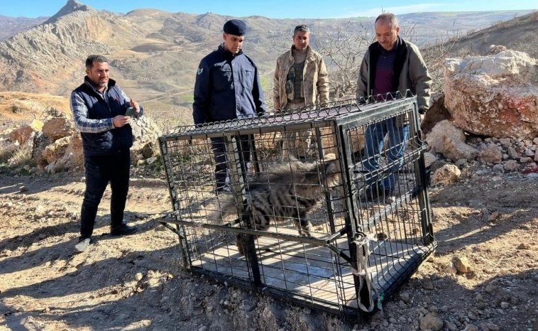 Tepecik Köyünde Çizgili sırtlan traktör sürücüsüne yolda eşlik etti