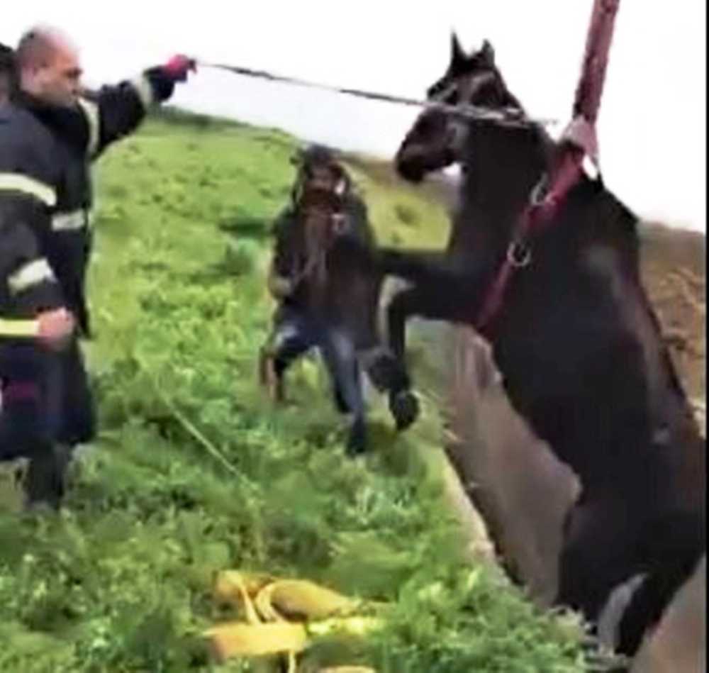 Şanlıurfada Kanala Düşen At Kurtarıldı