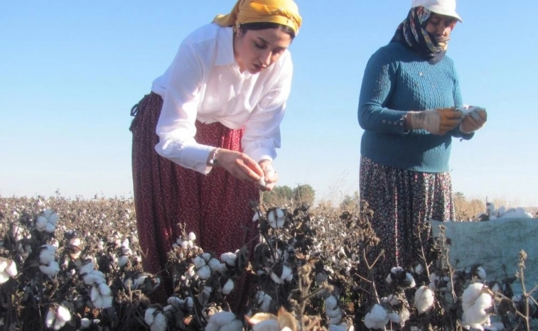 Araban Kaymakamı şalvar giyip pamuk topladı