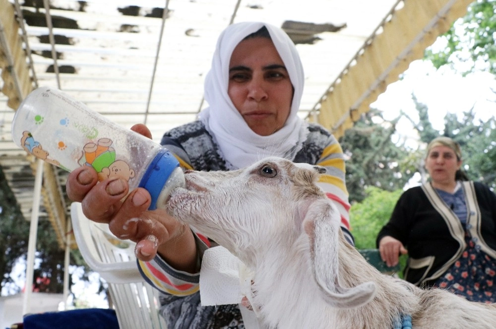 Annesi Ölen Keçiyi Bebekleri Gibi Besliyorlar