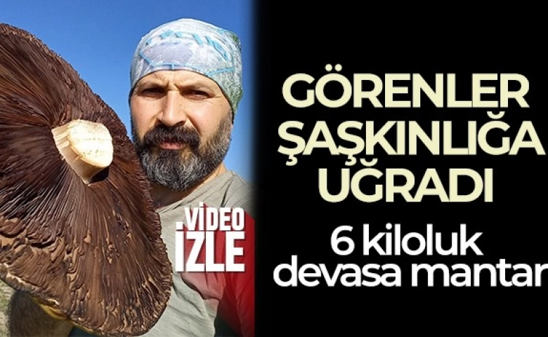 Devasa mantarlar görenleri şaşırttı