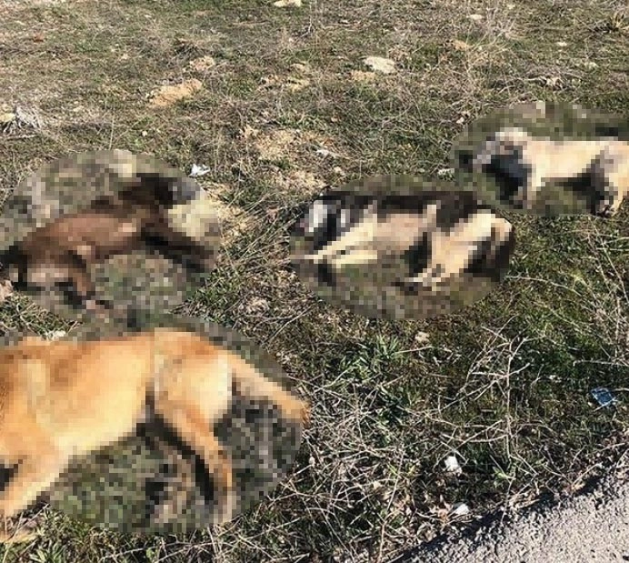 Ankarada 4 Köpek Daha Zehirlenerek Telef Edildi