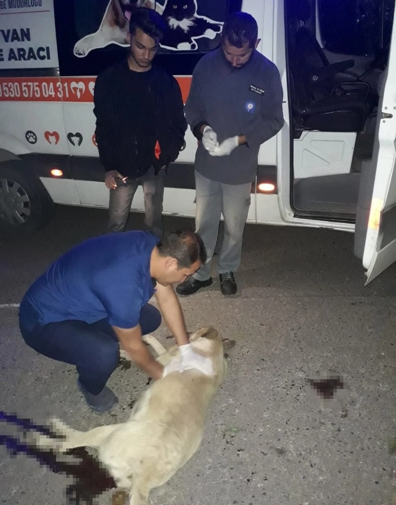 Otomobilin Çarptığı Sokak Köpeğine Kalp Masajı