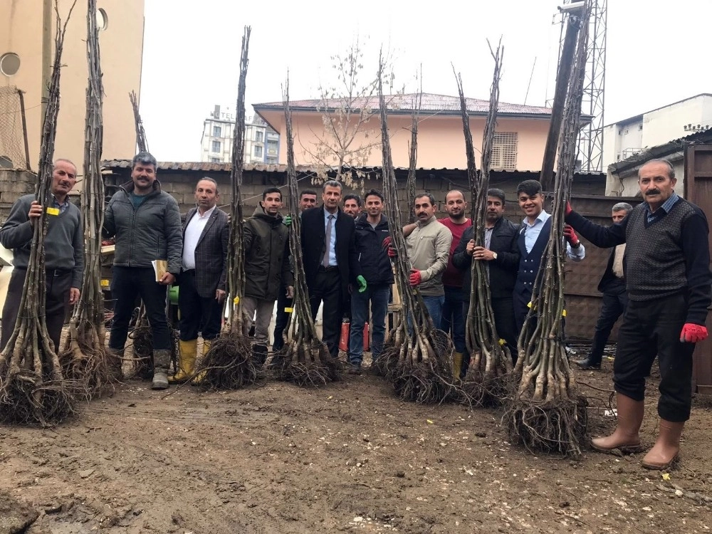 Yüksekovalı Çiftçiye 10 Bin Fidan Dağıtıldı