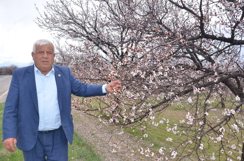 Elbistanda Çiçek Açan Kayısı Ağaçları Çiftçiyi Umutlandırdı