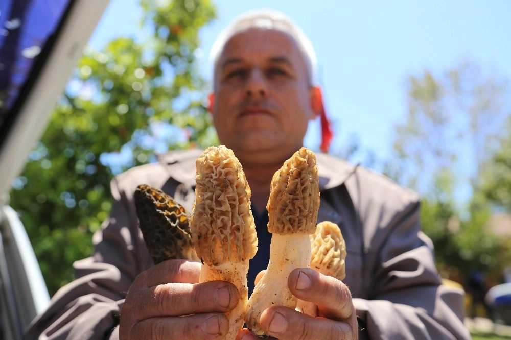 Altın Değerinde Mantar Kuzugöbeği