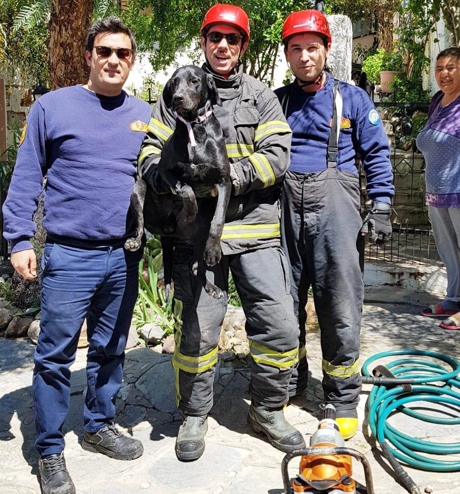 Bahçe Kapısına Sıkışan Zeytini İtfaiyeciler Kurtardı