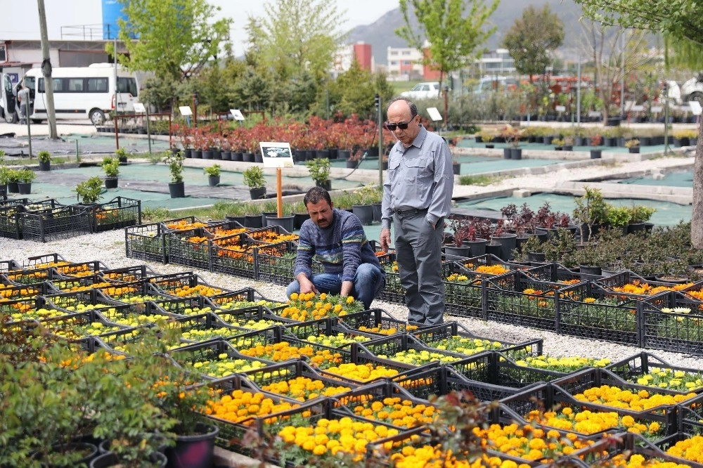 Menteşe Belediyesinin Çiçek Bahçesi Rengarenk