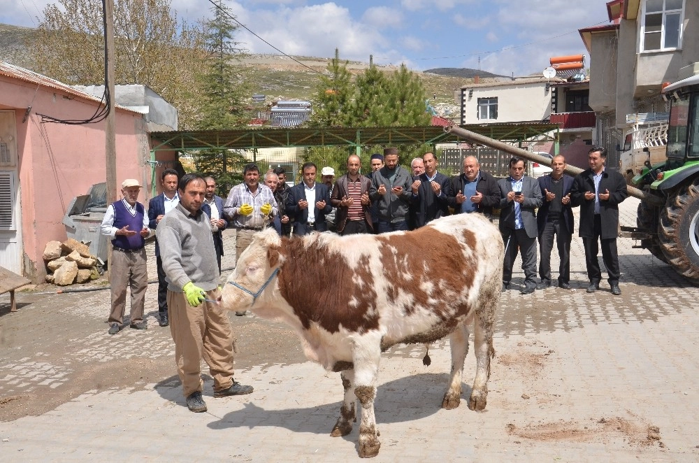 Mahalle Sakinleri, Bereket Ve Bolluk İçin Kurban Kesti