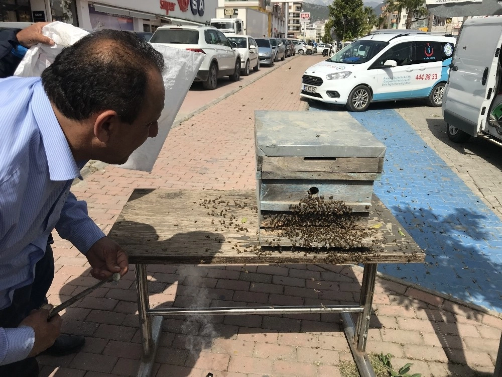 Oğul Veren Kovandan Kaçan Arılar İlçe Merkezini Mesken Tuttu, Görenler Kaçtı