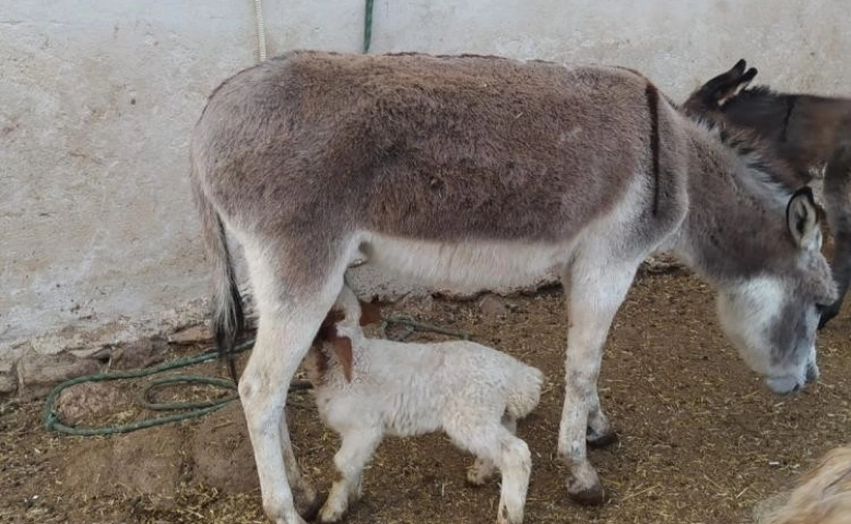 Eşek kuzuyu emzirdi