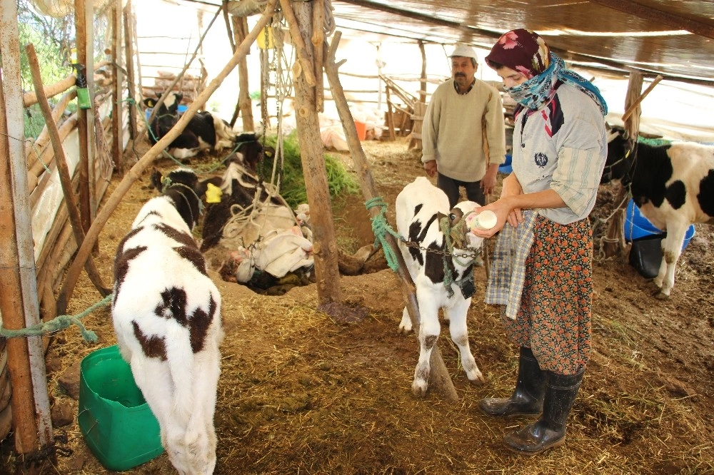 Yavrulayan İnekleri Ölen Çiftçi Çaresiz Kaldı