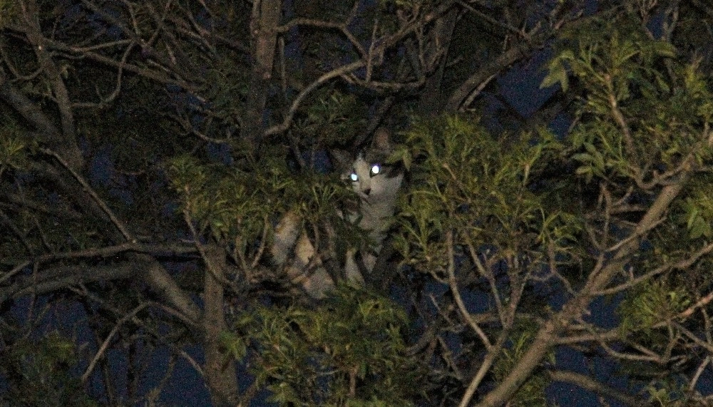 Başkentte Kedi Kurtarma Operasyonu