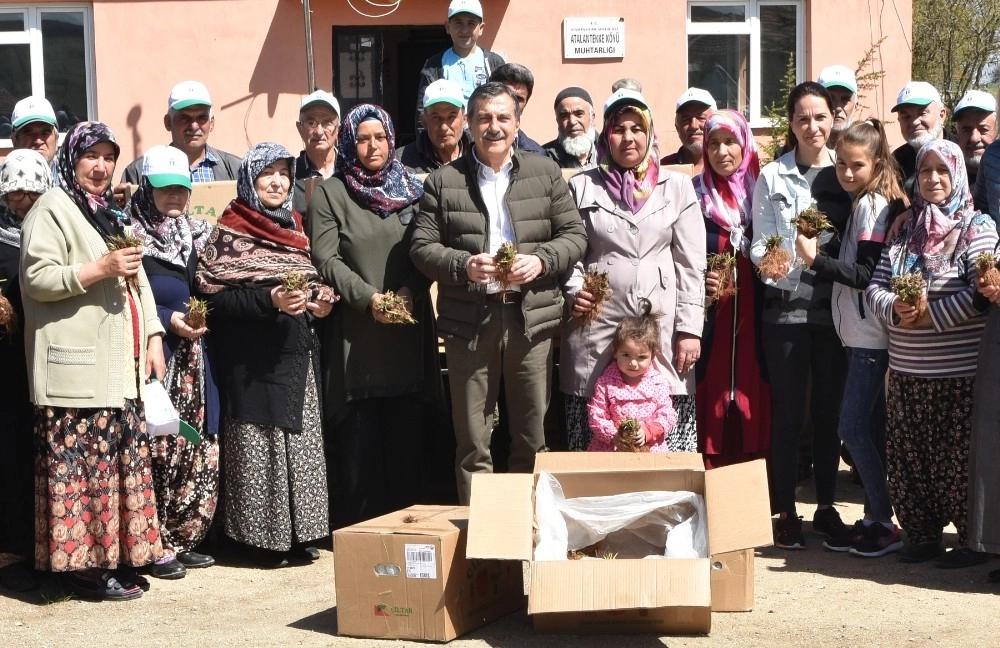 Atalantekkede 30 Bin Çilek Fidesi Dağıtıldı