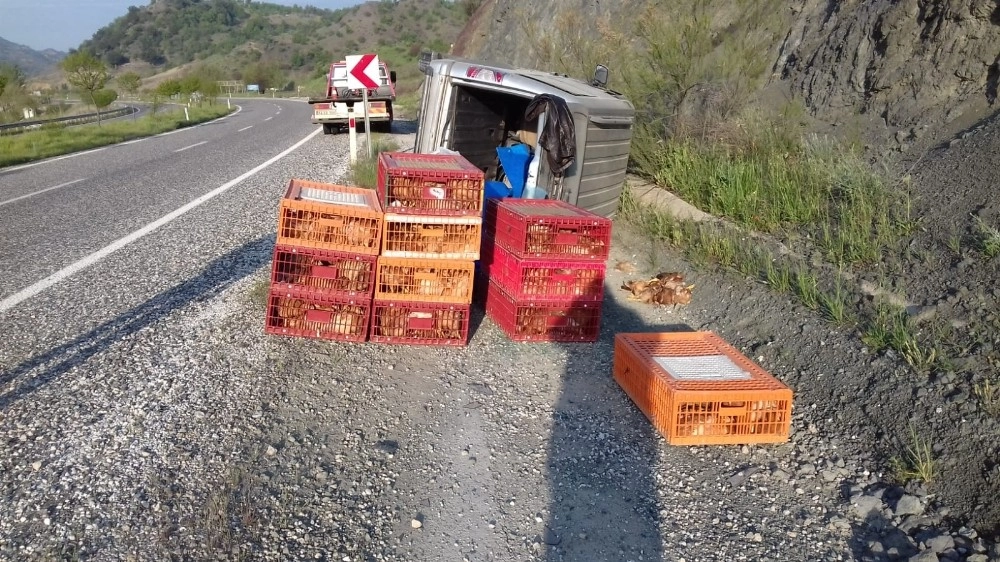 Tavuk Yüklü Hafif Ticari Araç Devrildi:1 Yaralı