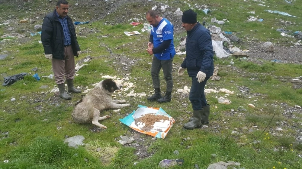 Hakkaride Sokak Hayvanları İçin Yemleme Çalışması