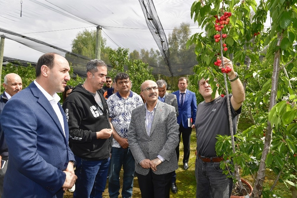 Adanada İhracatlık Kiraz Üretimine Başlandı