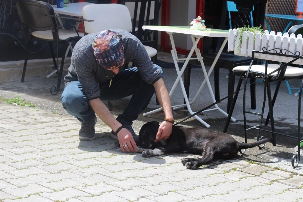 (Özel) Yemek Sipariş Veren Müşterilerine Beraberinde Kuru Mama Gönderiyor