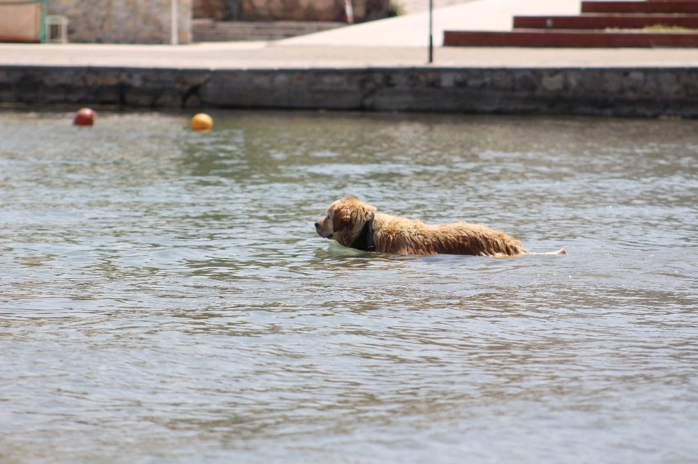 Sevimli Köpeğin Deniz Keyfi