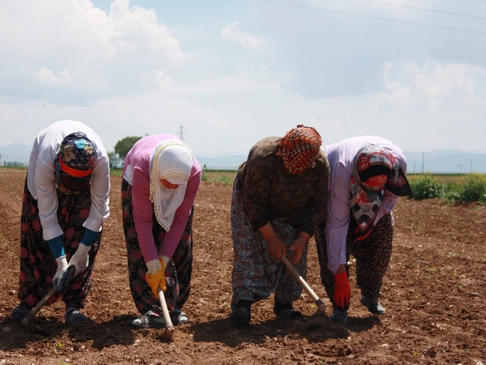 Elbistanda Tarım İşçilerinin Yevmiyesi 58 Tl Oldu