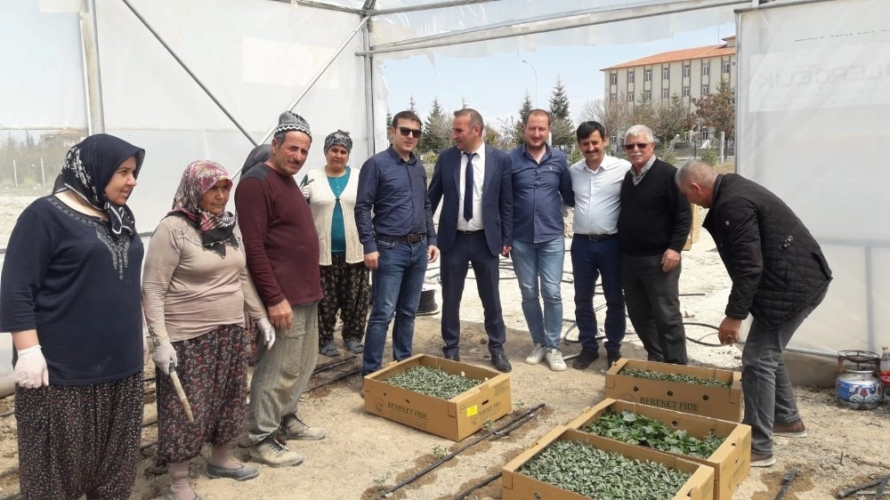 Konya Ovasında 5 Bin 600 Domates Fidesi Toprakla Buluşturuldu