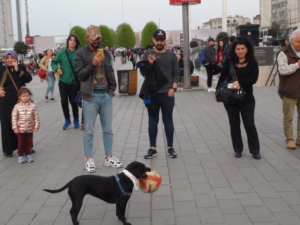 (Özel) Taksimde Hünerlerini Sergileyen Köpek, Vatandaşların İlgi Odağı Oldu