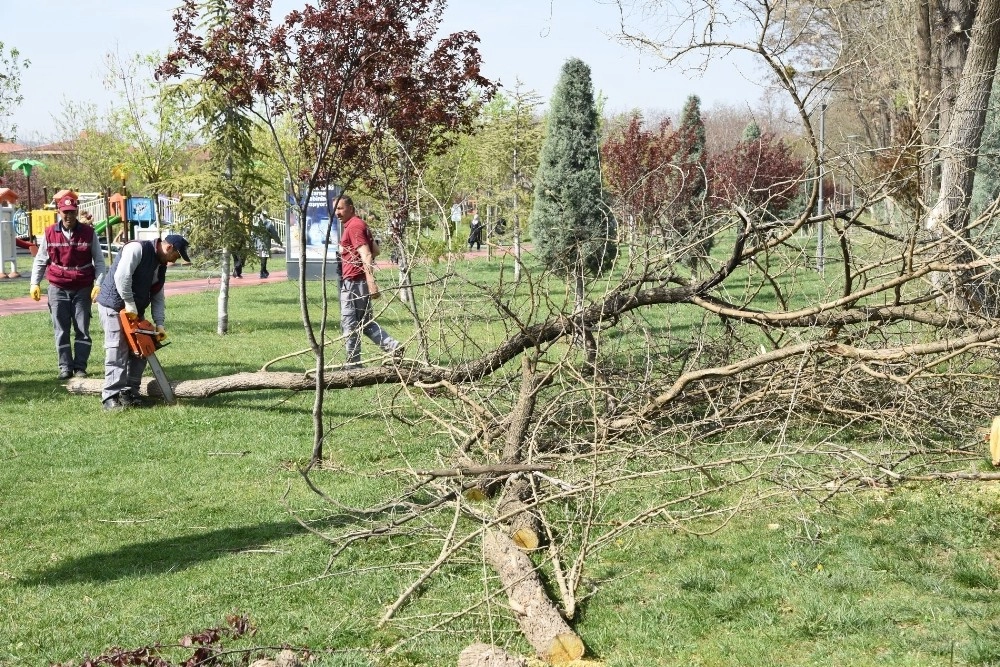 Dede Korkut Parkında Bakım Ve Budama Çalışmaları