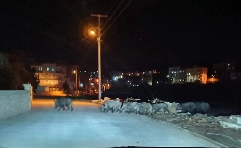 Silifke’de aç kalan domuz sürüleri şehir merkezine indi