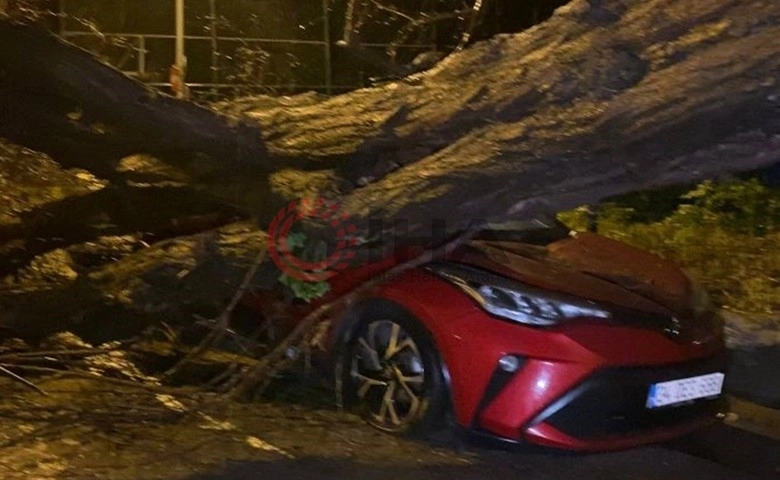 Üsküdar'da yarım asırlık akasya ağacı 2.....