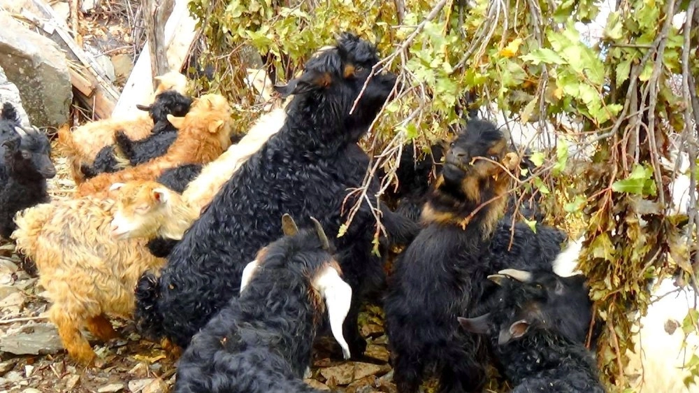 (Özel) Hakkarili Besiciler Oğlakları Meşe Dallarıyla Besliyor