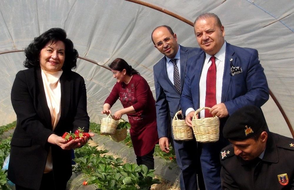 ‘Vali Hanım Çileğinde Dekarda 100 Bin Liralık Gelir