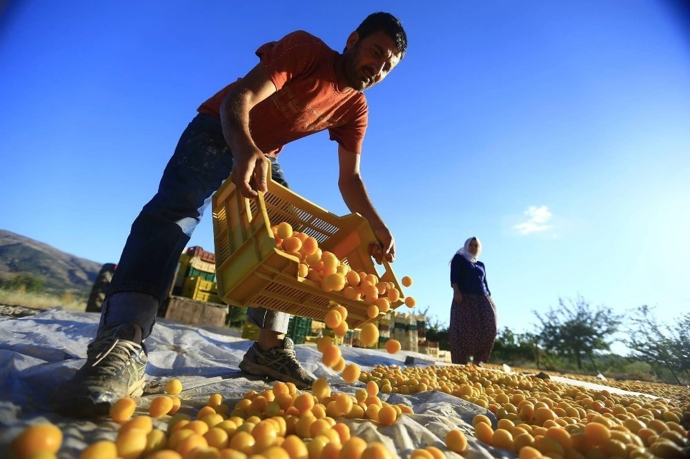 Kayısıda Nisan Ayı Geliri 20 Milyon 710 Bin Dolar