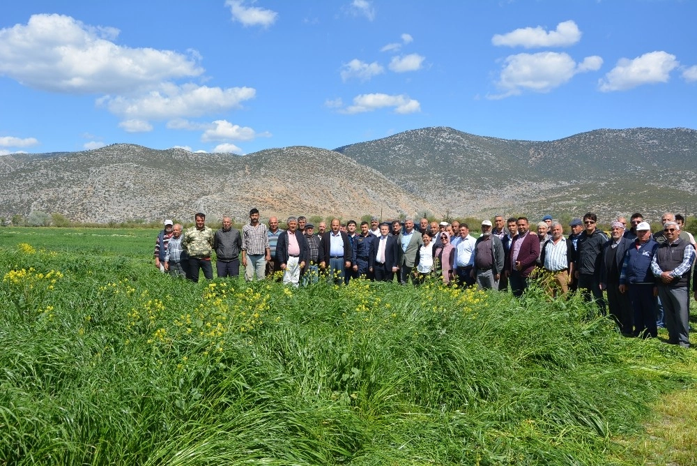 Korkutelide İtalyan Çimi Hasadı