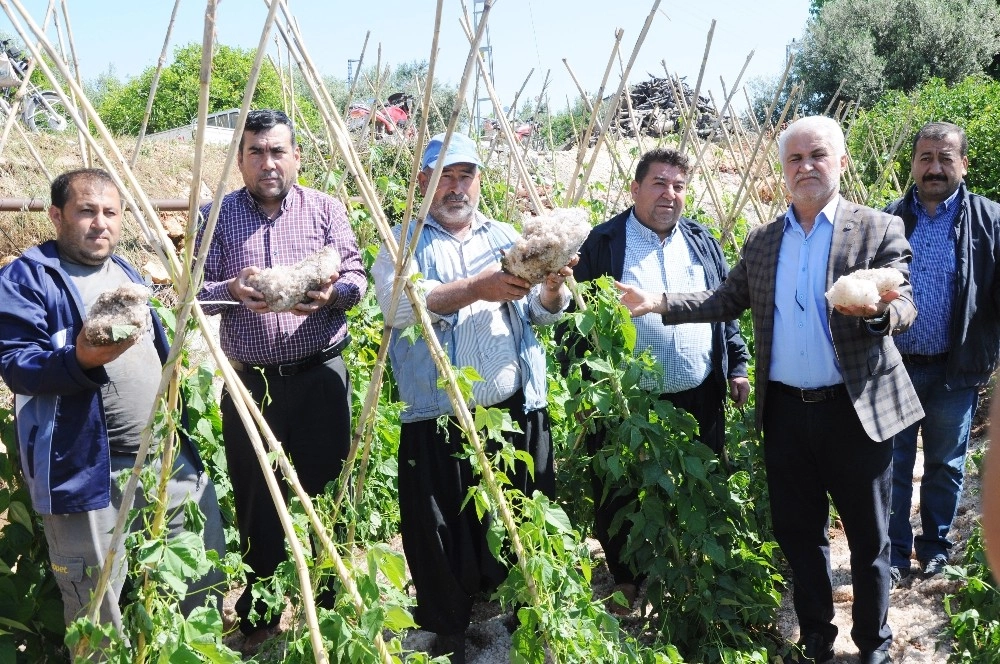 Dolu, Turfanda Ürünleri Vurdu