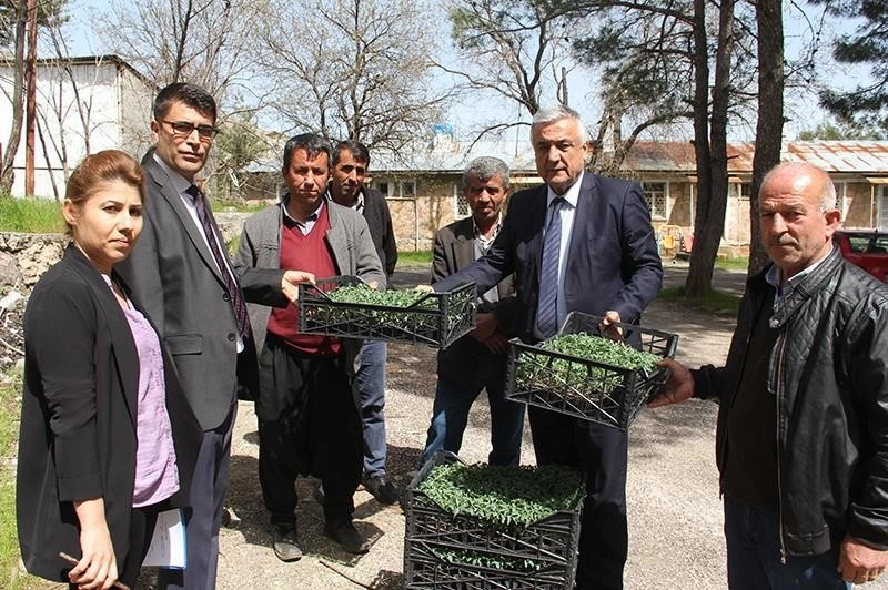 Tutda Domates Fidesi Ve Hıyar Tohumu Dağıtıldı